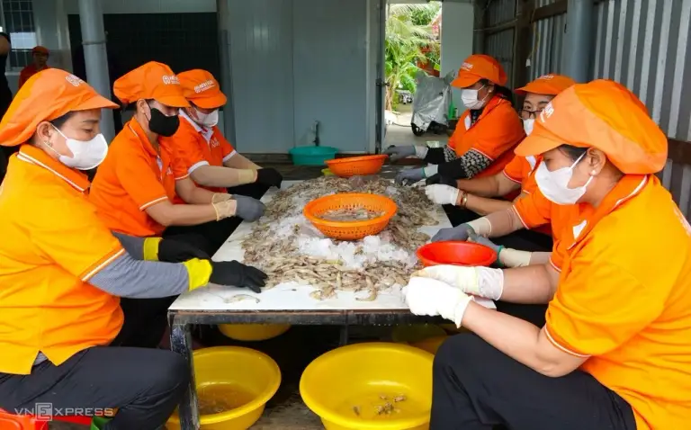 Các nhân công sơ chế tôm bạc chuẩn bị làm mắm. Ảnh: Chúc Ly