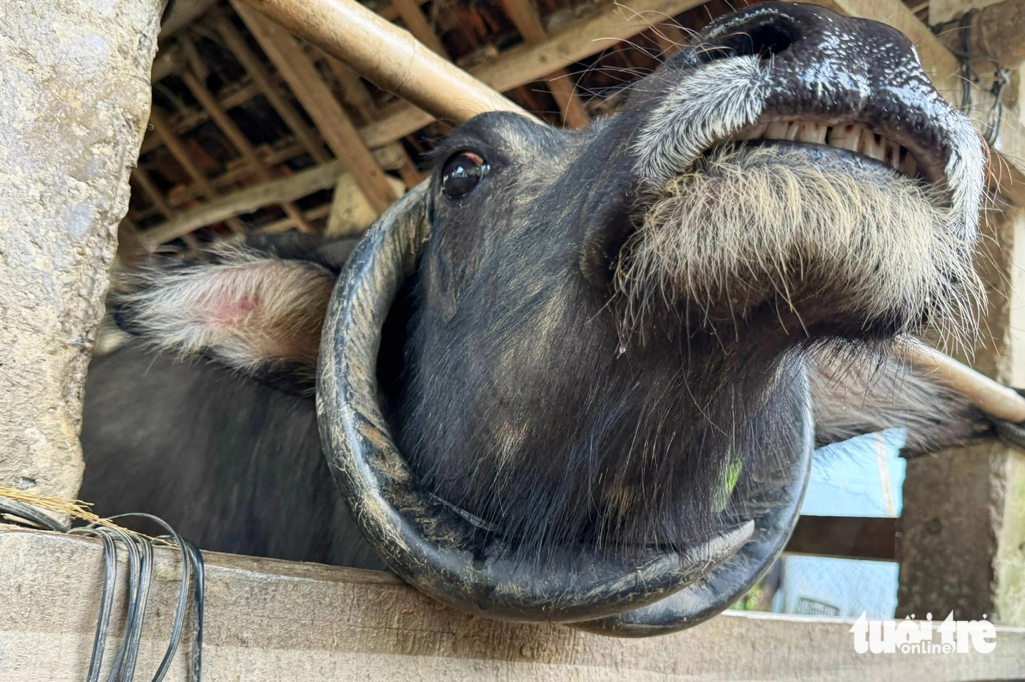 Con trâu với cặp sừng độc lạ của người dân thôn Trung Chánh, xã Tam Mỹ, TP Đà Nẵng - Ảnh: LÊ TRUNG