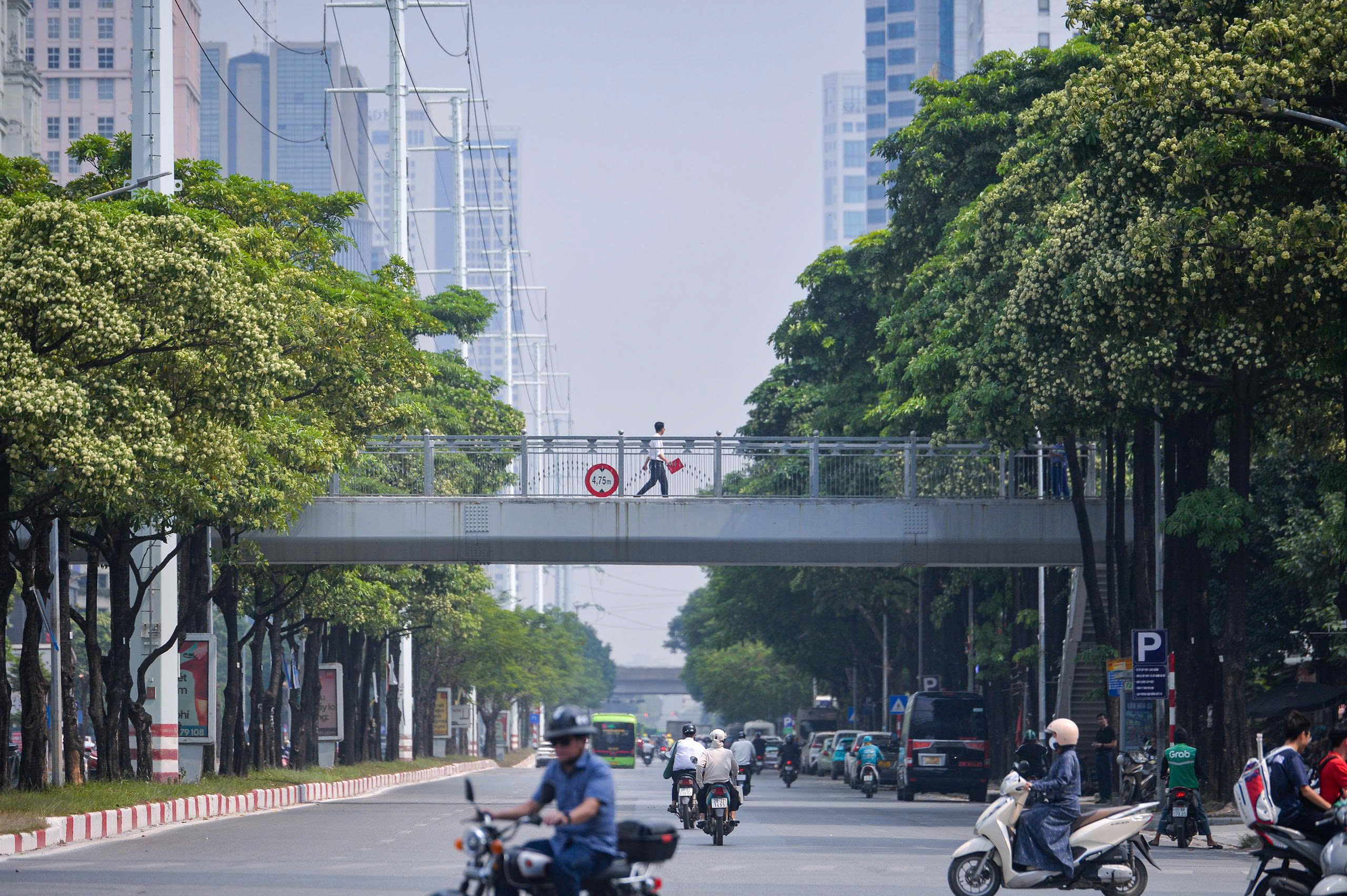 Hoa sữa đang nở rộ trên phố Hà Nội - Ảnh: PHÚC TÀI