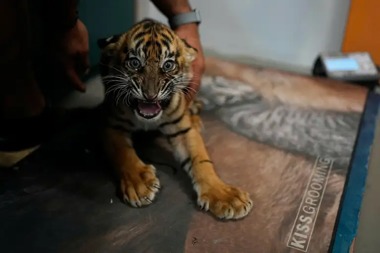 Ngắm ba chú hổ con Sumatra 'hiếm nhất thế giới' chào đời tại Hy Lạp - Ảnh 3.