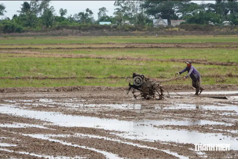 Ước tính có 350.000 ha lúa đông xuân ở ĐBSCL bị ảnh hưởng trực tiếp từ El Nino